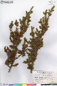 Juniperus communis var. montana image