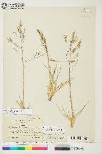 Deschampsia alpina image