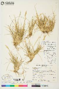 Deschampsia brevifolia image