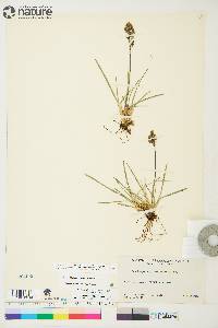 Deschampsia brevifolia image