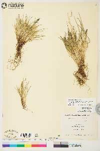 Deschampsia brevifolia image