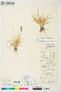 Deschampsia brevifolia image