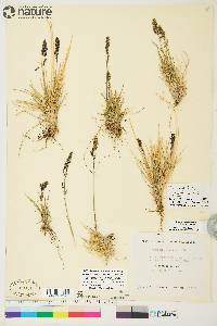 Deschampsia brevifolia image