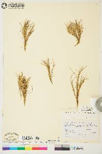 Deschampsia brevifolia image