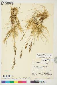 Deschampsia brevifolia image