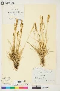 Deschampsia brevifolia image