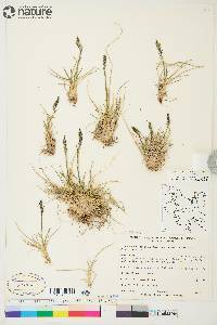 Deschampsia brevifolia image