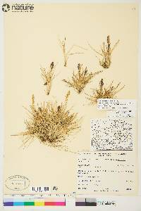 Deschampsia brevifolia image