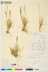 Deschampsia brevifolia image