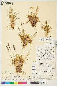 Deschampsia brevifolia image