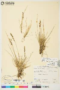 Deschampsia brevifolia image