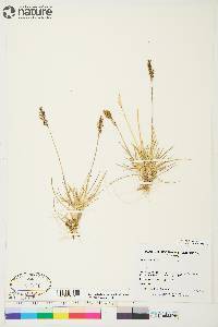 Deschampsia brevifolia image