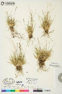 Deschampsia brevifolia image