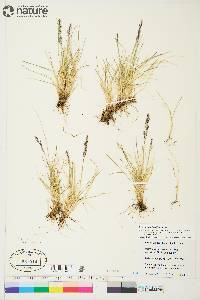 Deschampsia brevifolia image