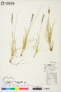 Deschampsia brevifolia image