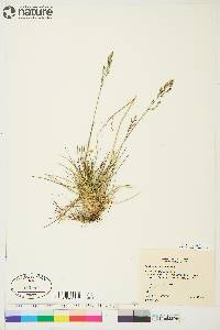 Deschampsia brevifolia image