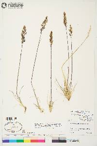 Deschampsia brevifolia image