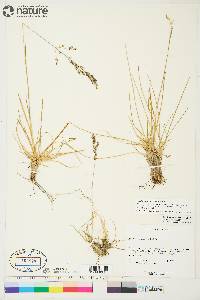 Deschampsia brevifolia image