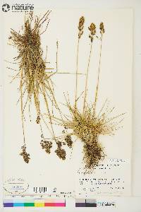 Deschampsia brevifolia image