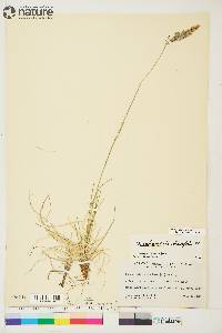 Deschampsia brevifolia image