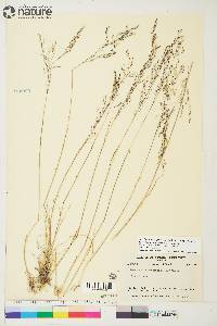 Deschampsia cespitosa subsp. cespitosa image