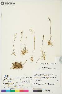 Deschampsia sukatschewii image