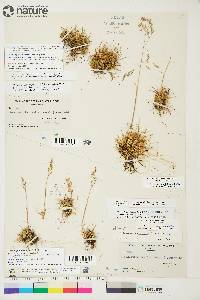 Deschampsia sukatschewii image