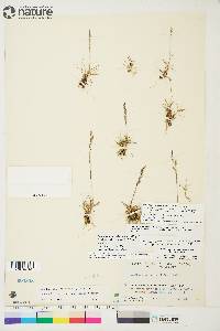 Deschampsia sukatschewii image