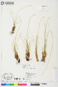 Carex borealipolaris image