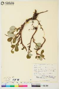 Salix reticulata image