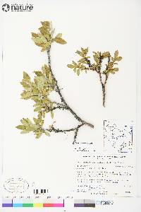 Salix richardsonii image