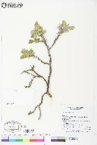 Salix richardsonii image