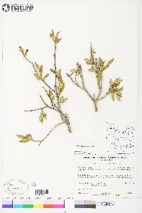 Salix richardsonii image