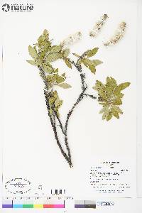 Salix richardsonii image