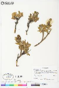 Salix richardsonii image