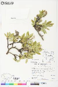 Salix richardsonii image