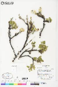 Salix richardsonii image