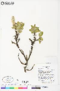 Salix richardsonii image