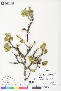 Salix richardsonii image