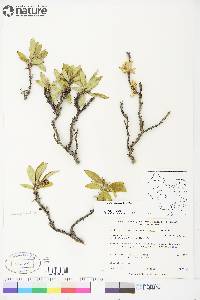 Salix richardsonii image