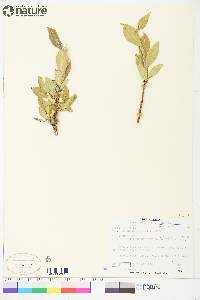 Salix lanata image