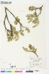 Salix richardsonii image