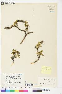 Salix richardsonii image