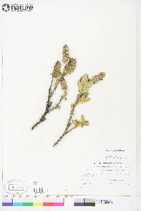 Salix richardsonii image