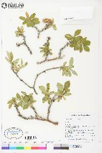 Salix richardsonii image