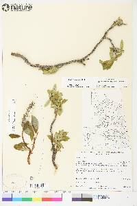 Salix richardsonii image