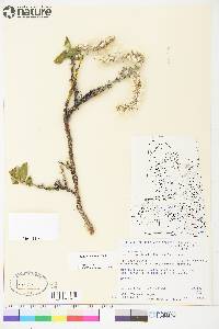 Salix richardsonii image