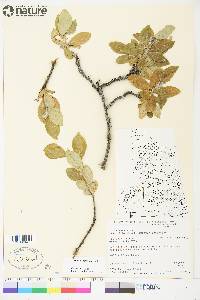 Salix richardsonii image