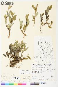 Salix richardsonii image