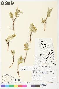 Salix richardsonii image